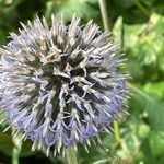 Echinops bannaticus Цветок