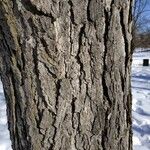 Gymnocladus dioicus Bark