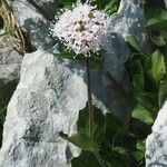 Valeriana sitchensis Flower