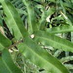 Thelypteris reticulata Лист