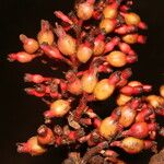 Renealmia mexicana Fruto