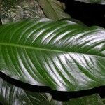 Rhodospatha pellucida 葉