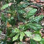 Lithocarpus corneus