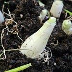 Allium cepa Otro