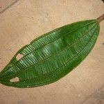 Miconia tschudyoides Leaf