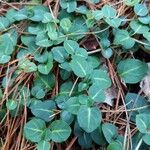 Mitchella repens Leaf