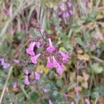 Clinopodium grandiflorumFlower