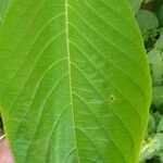 Justicia adhatoda Leaf