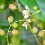 Christia obcordata Flower