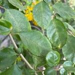 Azara serrata পাতা