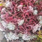 Sedum spathulifolium برگ