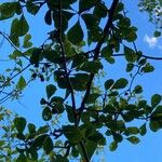 Crataegus punctata Leaf