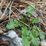 Youngia japonica Blatt