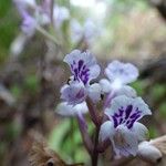 Cynorkis squamosa Flower