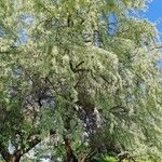 Elaeagnus angustifolia Облик
