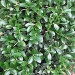 Ilex crenata 整株植物