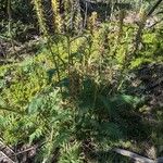 Pedicularis bracteosa 葉