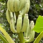 Musa ornata Fruit