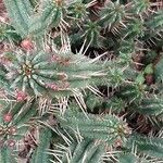 Euphorbia mammillaris Leaf