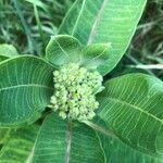 Asclepias viridiflora Leaf