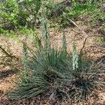 Yucca glauca Kukka