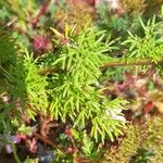 Tripleurospermum maritimum Blad