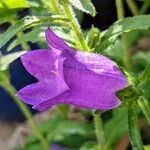 Campanula medium Λουλούδι