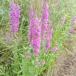 Lythrum virgatumFlors