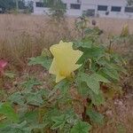 Gossypium barbadense 花