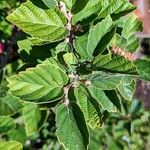 Fothergilla gardenii Lehti