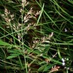 Calamagrostis canescens Sonstige