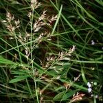 Calamagrostis canescens Άλλα