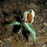 Spirotropis longifolia Hábito