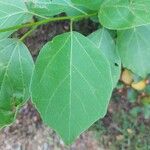 Cordia dichotoma Fuelha