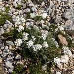 Achillea clavennae花