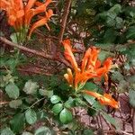 Tecomaria capensis Fleur