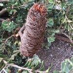 Banksia praemorsa Fruit