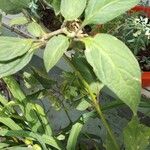 Capsicum pubescens Hoja