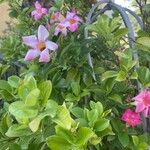 Mandevilla sanderi 花