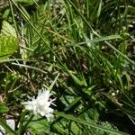 Carex baldensis Blüte
