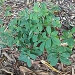 Erythroxylum suberosum Hábito