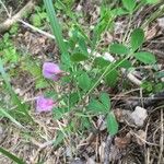 Chamaecytisus purpureus برگ