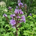 Lactuca alpina Flower