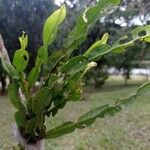 Baccharis trimera Leaf