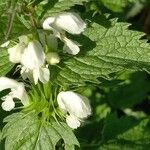 Lamium album Flower