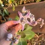 Calotropis gigantea 花