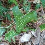 Smilax aspera Likasa