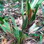 Maxillaria egertoniana Ліст