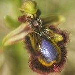 Ophrys speculum ᱵᱟᱦᱟ