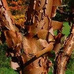 Acer griseum Bark